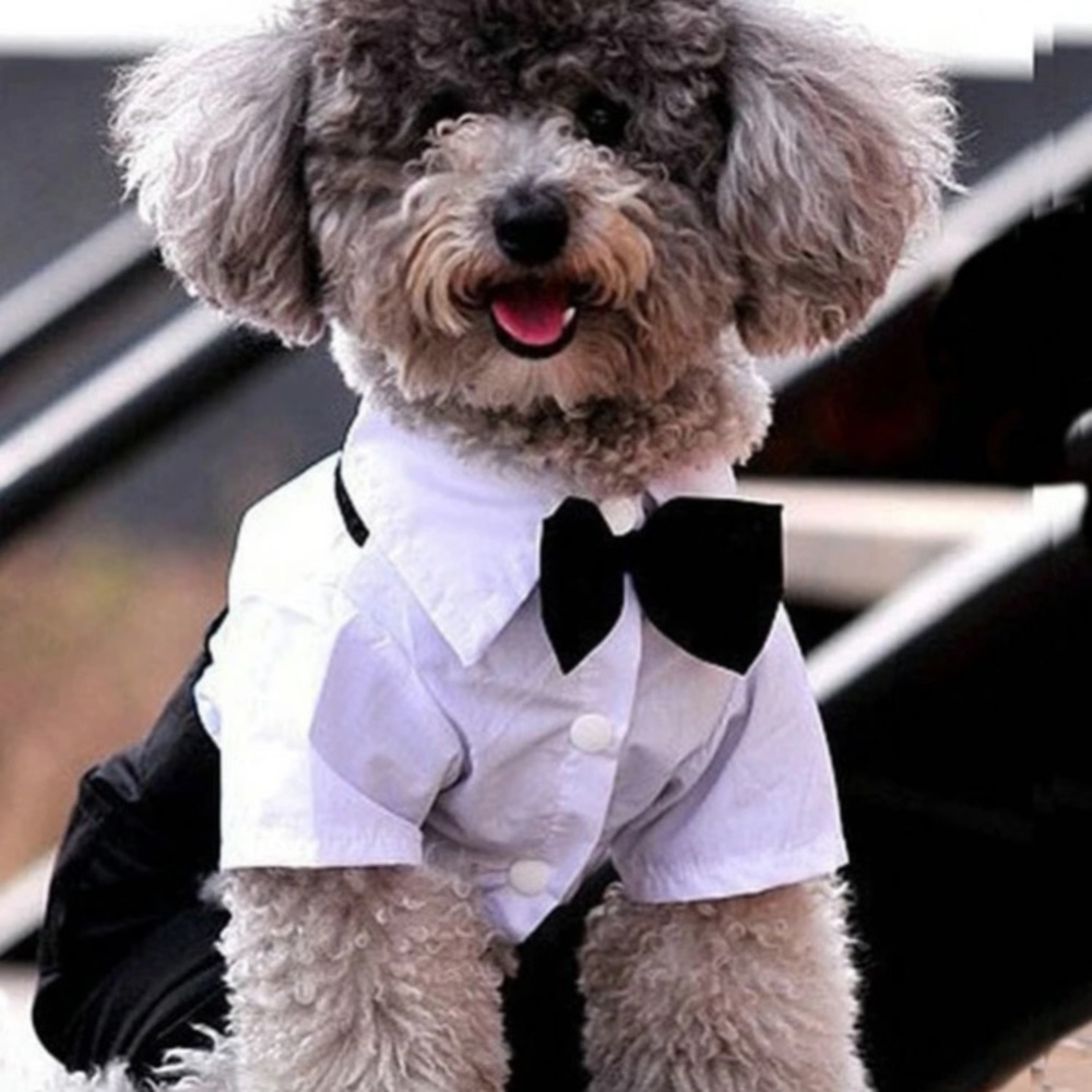 Puppy Dog Tuxedo